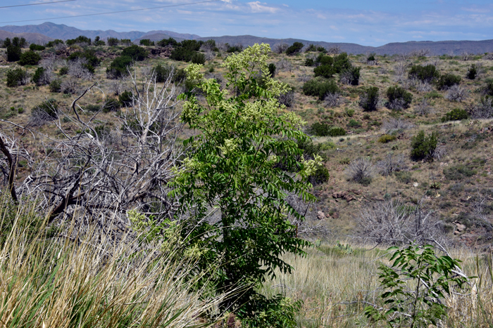 Smooth Sumac is found in rich soils, waste places, fields, roadsides and margins or borders of woods often in oak and ponderosa pine communities. Smooth Sumac is found throughout much of Canada, most of the Untied States and southward to northeastern Mexico (Tamaulipas). Rhus glabra